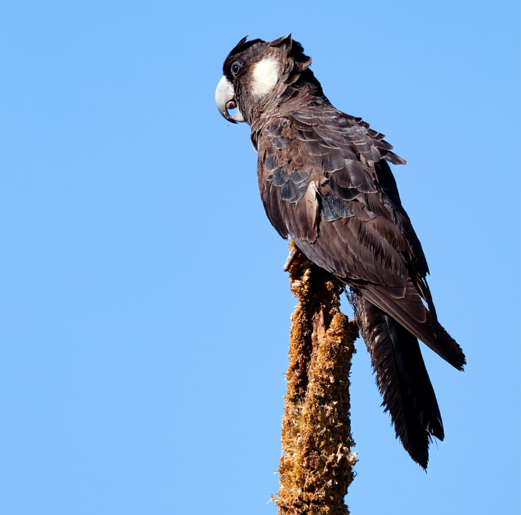 carnaby's black cockatoo